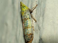 Japanese Maple Leafhopper